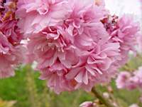 pr serrulata asano.JPG